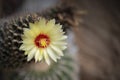 Cereus cactus flower with yellow-red is blooming on the top in the rock garden Royalty Free Stock Photo