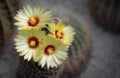 Cereus cactus flowers with yellow-red are blooming on the top in the rock garden Royalty Free Stock Photo