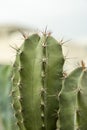 Close up of a cereus cactus with many sharp needle like spines Royalty Free Stock Photo