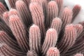 Close up cereus peruvianus cactus blooming in nature garden background Royalty Free Stock Photo