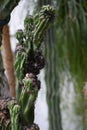 Cereus peruvianus monstrose cactus close up view Royalty Free Stock Photo