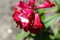 Cestrum elegans, also know as the purple cestrum, red cestrum, or bastard jasmine, in the garden