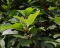 Close up of a Ceylon Olive branch with flowers