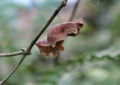 Close up of a Ceylon rose butterfly`s brown colour wired shape cocoon on a tree branch