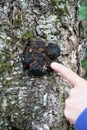 Close up chaga mushroom growth on birch tree with womans finger Royalty Free Stock Photo