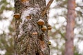 Close-up of chaga mushrooms in autumn forest