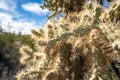 Close up of a chain fruit cholla cactus in the Sonoran Desert of Arizona