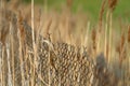 Close up of chain link fence and slim brown grasses on a sunny day Royalty Free Stock Photo