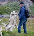 Close up of chained white wild sled dogs greeting inuit owner in Sisimiut, Greenland