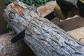 Close-up of chainsaw sawing a large log, harvesting firewood Royalty Free Stock Photo