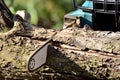Chainsaw sharp chain blade and bar in action while cutting a tree trunk