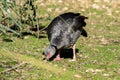 Close-up of a chaja. Argentinian animals Royalty Free Stock Photo