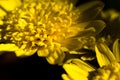 Close up chalice of daisy