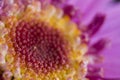 Close up chalice of daisy