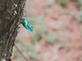 Close up Chameleon perched on tree a blur green nature background. Royalty Free Stock Photo