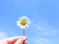 Close up of Chamomile. Chamomile flowers with seeds on green. Chamomile on blue sky background.