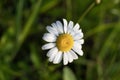 Close-up of chamomile daisy in bloom