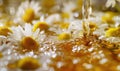 Close-up of chamomile flowers being distilled, nature beauty background