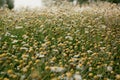 Close up chamomile flowers meadow concept photo