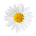 Close-up of Chamomile isolated on white background. Ox-Eye Daisy