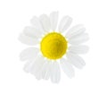 Close-up of Chamomile Matricaria chamomilla isolated on white background