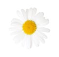 Close-up of Chamomile Ox-Eye Daisy isolated on white background Royalty Free Stock Photo