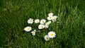 Beautiful white chamomiles on the green lawn. Royalty Free Stock Photo