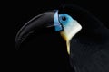 Close-up Channel-billed Toucan, Ramphastos vitellinus, Isolated on Black