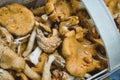 Close-up of Chanterelle mushrooms in a basket Royalty Free Stock Photo