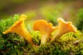 Chanterelle mushrooms in a forest. Edible mushrooms Royalty Free Stock Photo