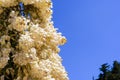 Close up of Chaparral Yucca (Hesperoyucca whipplei) blooming in the mountains, Angeles National Forest; Los Angeles county,