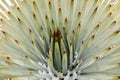 Close up of Chaparral Yucca (Hesperoyucca whipplei) growing on the slopes of Mt San Antonio, snow at its base; Los Angeles county Royalty Free Stock Photo