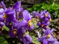 Close up of charming, five-petalled purple flowers with prominent yellow anthers of rosette-forming plant Pyrenean-violet or
