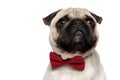 Close up of charming Pug puppy wearing bowtie