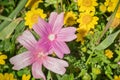 Close up of Checkerbloom Sidalcea malviflora wildflowers, California