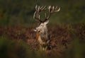 Close-up of a cheeky red deer stag