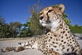 A close up of a cheetah Royalty Free Stock Photo