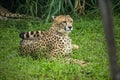 Close-up of cheetah -Acinonyx jubatus- lying down