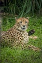 Close-up of cheetah -Acinonyx jubatus- lying down