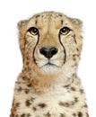 Close-up of Cheetah, Acinonyx jubatus, 18 months old Royalty Free Stock Photo