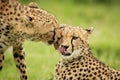 Close-up of cheetah bending to lick another