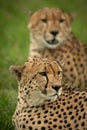 Close-up of cheetah brothers lying on grass Royalty Free Stock Photo