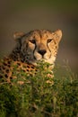 Close-up of cheetah with catchlights behind bushes Royalty Free Stock Photo