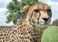 Close up of a cheetah