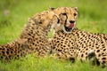 Close-up of cheetah cub lying licking mother Royalty Free Stock Photo