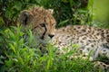 Close-up of cheetah cub lying in long grass Royalty Free Stock Photo