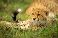 Close-up of cheetah cub lying by mother Royalty Free Stock Photo