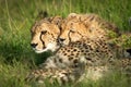 Close-up of cheetah cub lying on mother Royalty Free Stock Photo