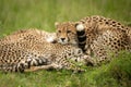 Close-up of cheetah cub lying by mother Royalty Free Stock Photo