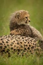 Close-up of cheetah cub lying over mother Royalty Free Stock Photo
